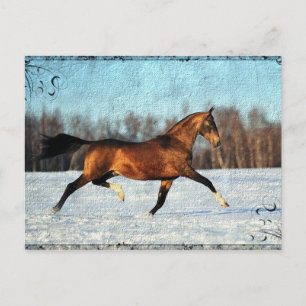 Postal Winter Akhal-teke