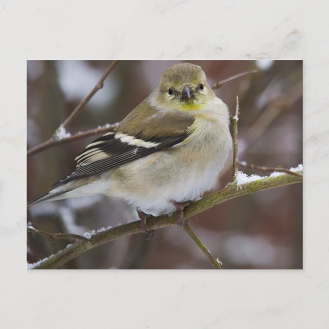 Postal Winter American Goldfinch (Anverso)