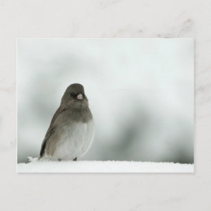 Postal Winter Bird