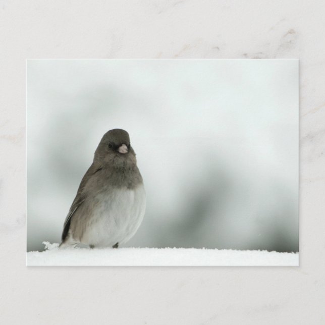 Postal Winter Bird (Anverso)