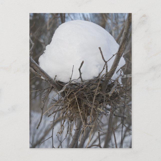 Postal Winter Bird Nest (Anverso)