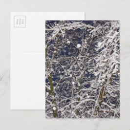 Postal Winter Blizzard Storm Snowy Tree Nature Fotografía