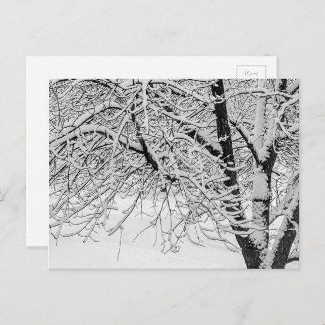 Postal Winter Blizzard Storm Snowy Tree Nature Fotografía (Anverso / Reverso)