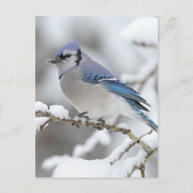 Postal Winter Blue Jay (Anverso)