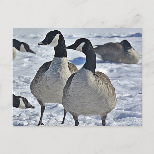 Postal Winter Canada Goose Nature Photography Hunter (Anverso)