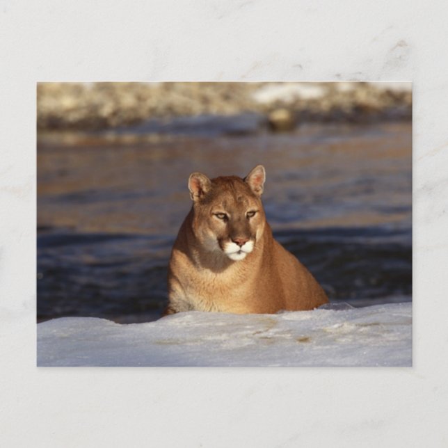 Postal Winter Cougar (Anverso)