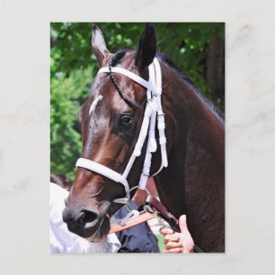 Postal "Winter Dawn" gana su primer comienzo