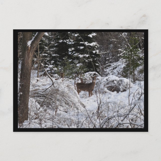 Postal Winter Deer (Anverso)