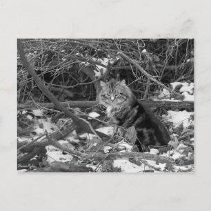 Postal Winter Feral Forest Cat Postcard