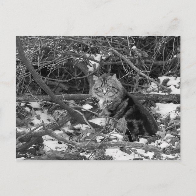 Postal Winter Feral Forest Cat Postcard (Anverso)