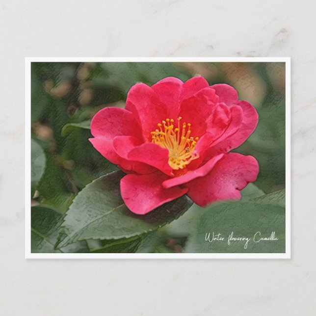 Postal Winter flowering Camellia (Anverso)