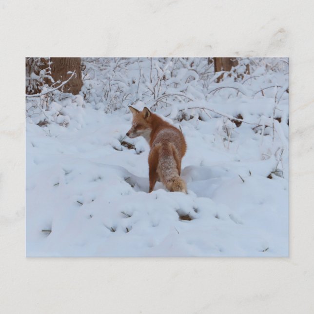 Postal Winter Fox (Anverso)