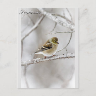 Postal Winter Goldfinch