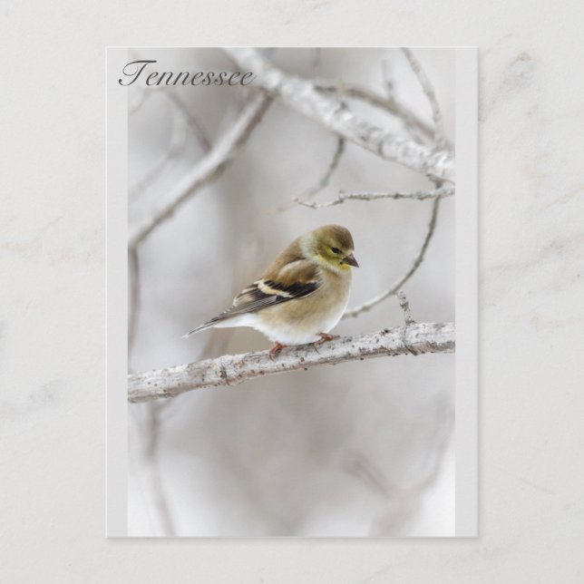 Postal Winter Goldfinch (Anverso)