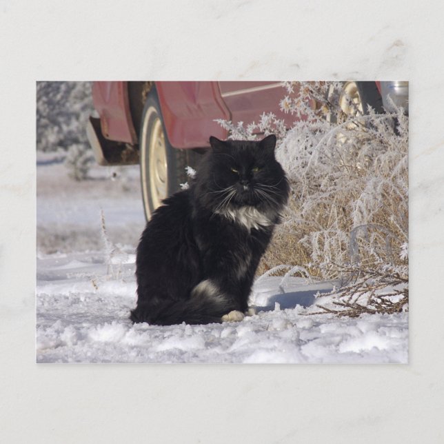 Postal Winter Kitty (Anverso)
