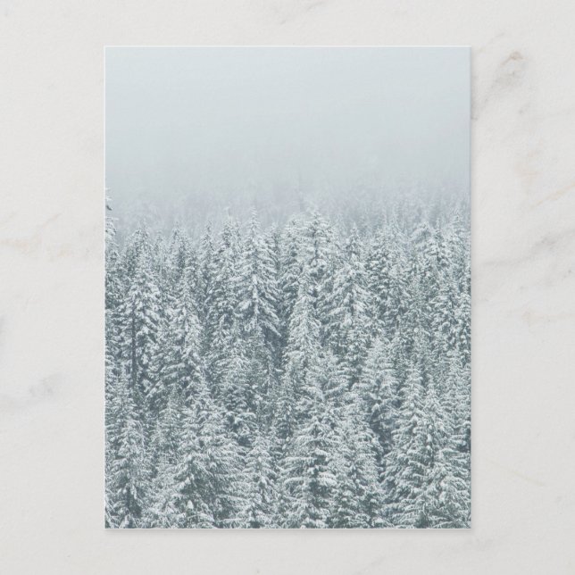 Postal Winter Pines (Anverso)