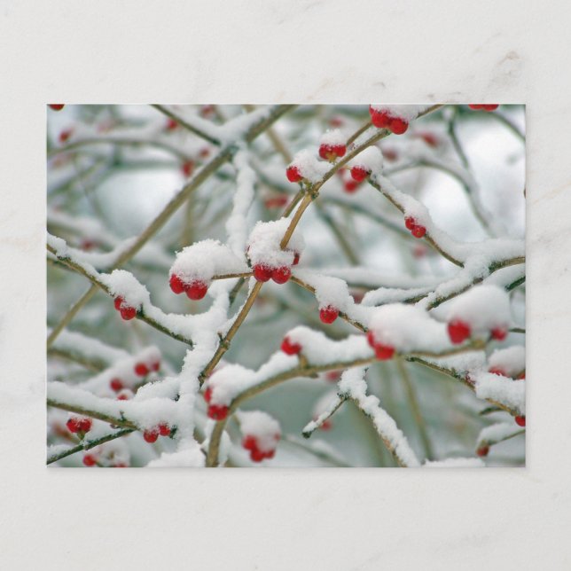 Postal Winter Snow Berries (Anverso)