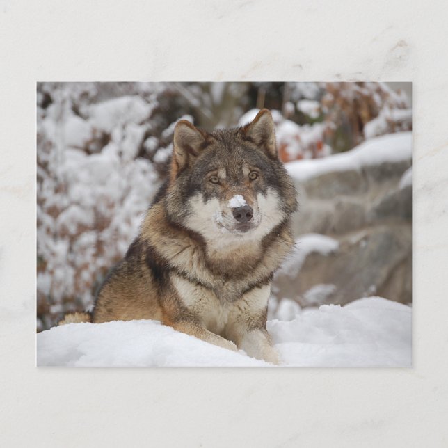 Postal Winter Wolf (Anverso)
