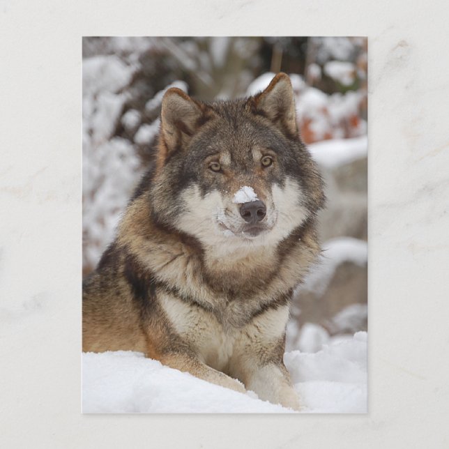 Postal Winter Wolf (Anverso)