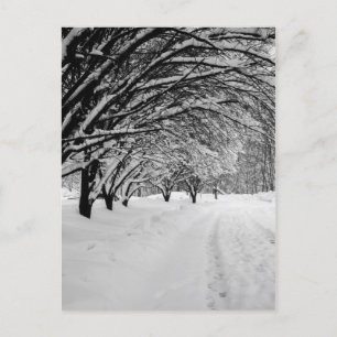 POSTAL WINTER WONDER