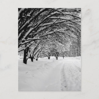 POSTAL WINTER WONDER