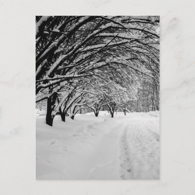 POSTAL WINTER WONDER (Anverso)