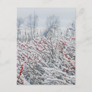 Postal winterberry y cattails