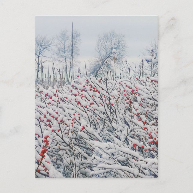 Postal winterberry y cattails (Anverso)