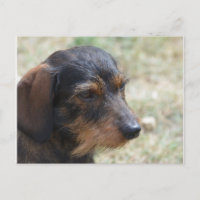 Wire Haired Daschund Dog