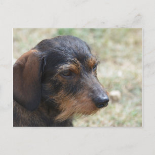 Postal Wire Haired Daschund Dog