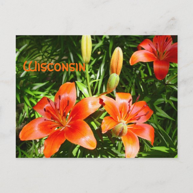 Postal Wisconsin Lillies (Anverso)