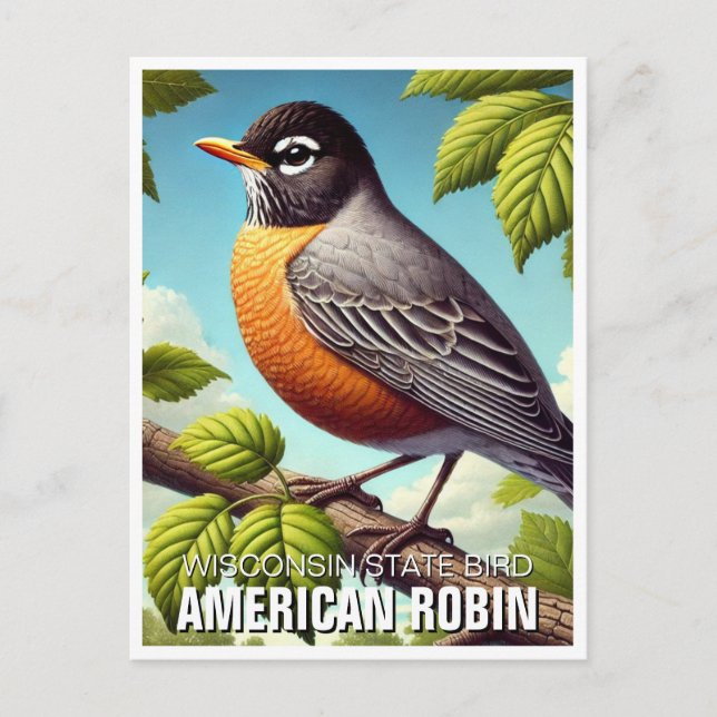 Postal Wisconsin State Bird American Robin (Anverso)