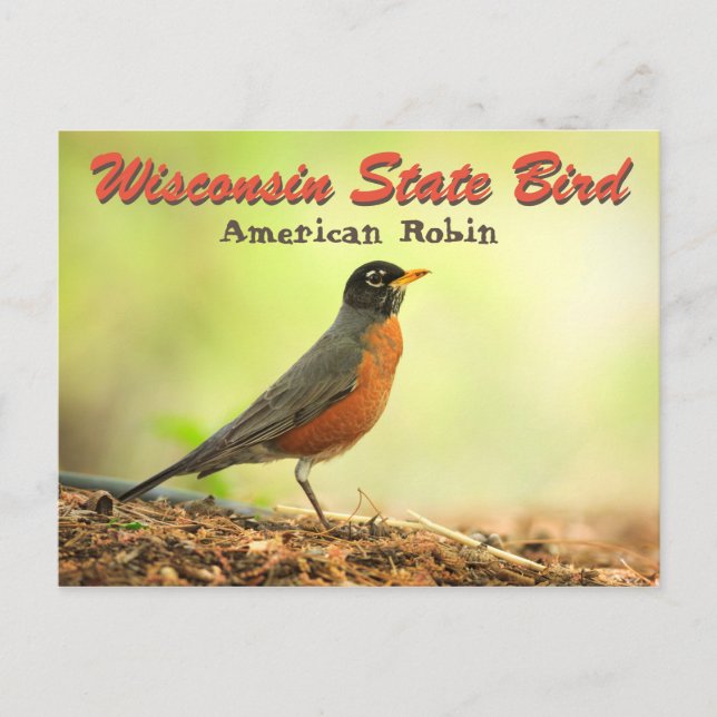 Postal Wisconsin State Bird Robin (Anverso)