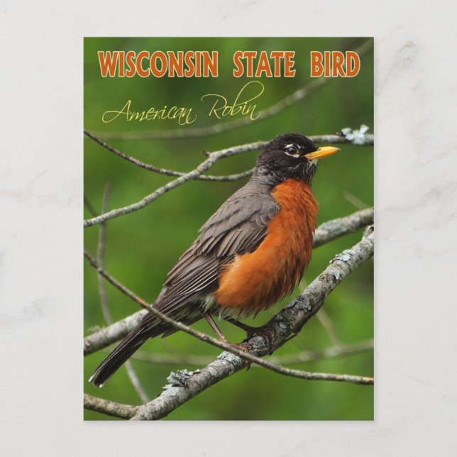 Postal Wisconsin State Bird - Robin estadounidense (Anverso)