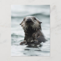 Wise Otter