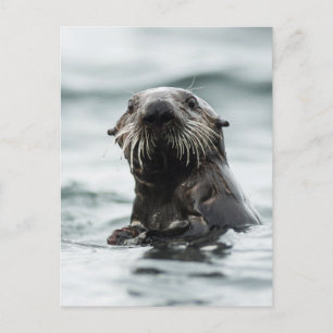 Postal Wise Otter