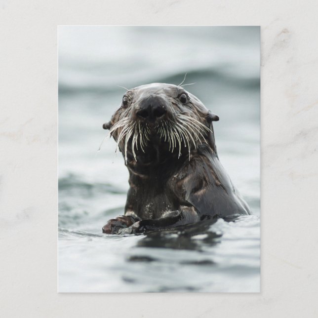 Postal Wise Otter (Anverso)