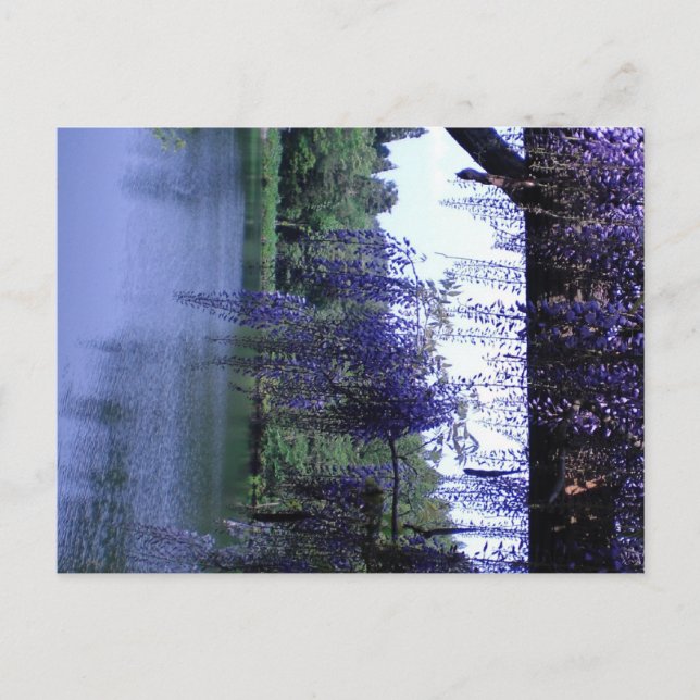 Postal Wisteria (Anverso)