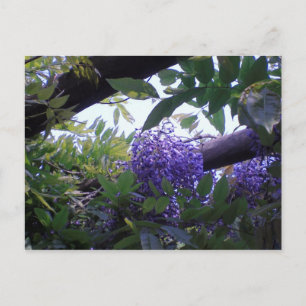 Postal Wisteria