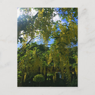 Postal Wisteria amarilla