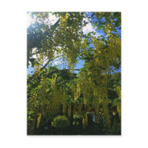 Wisteria amarilla