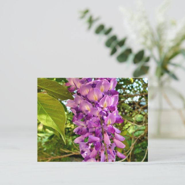 Postal Wisteria Bloom (Anverso de pie)