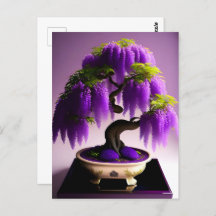 Wisteria de Lluvia Púrpura Bonsai, Postcross