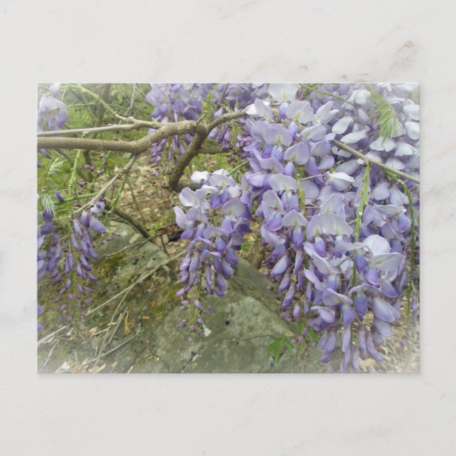 Postal Wisteria en los bosques (Anverso)