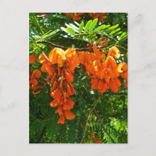 Postal Wisteria escarlata (Sesbania punicea) Serie OBX NC