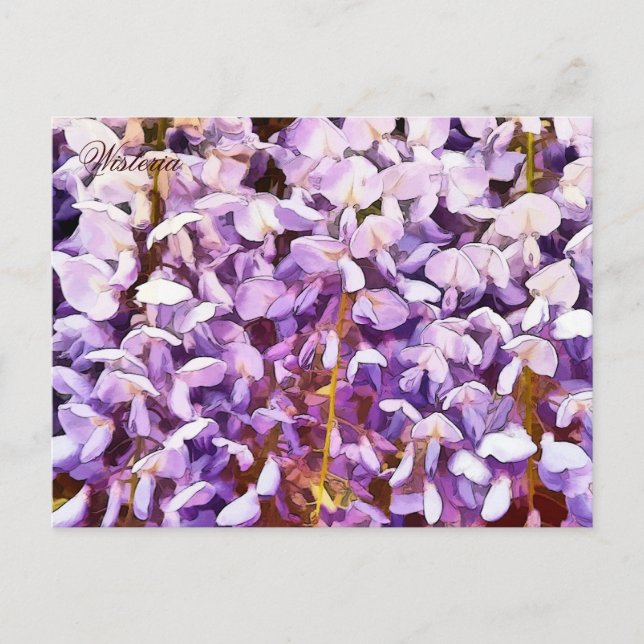 POSTAL WISTERIA FLOWERS (Anverso)