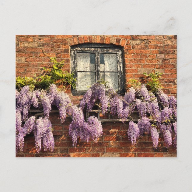 POSTAL WISTERIA FLOWERS (Anverso)
