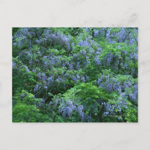 Postal Wisteria japonesa