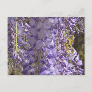 Postal Wisteria Postcard