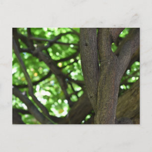 Postal Wisteria Verde Fotografía de la naturaleza del árb